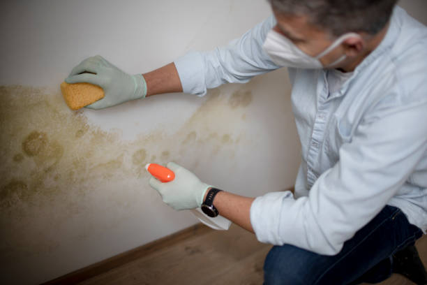 Best Post-Flood Mold Remediation in Lawnton, PA